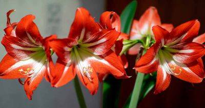 How to Force Amaryllis Bulbs to Bloom Indoors - gardenerspath.com