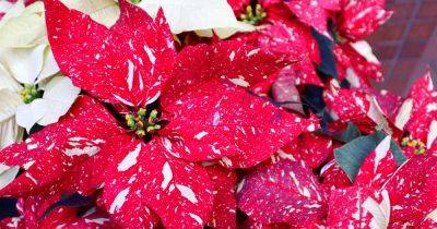 How to Grow and Care for Poinsettia Plants - gardenerspath.com