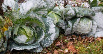 How to Grow Winter Cabbage - gardenerspath.com