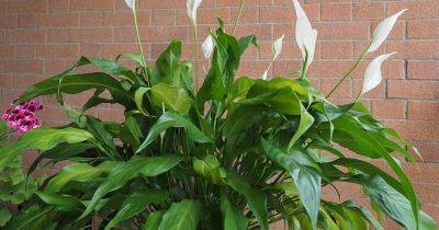 How to Identify and Prevent Peace Lily Diseases - gardenerspath.com
