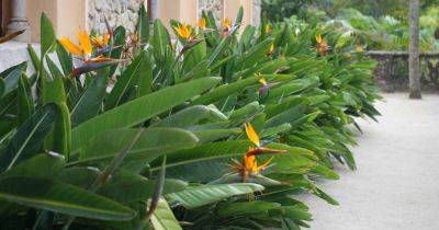 How and When to Prune Bird of Paradise Plants - gardenerspath.com
