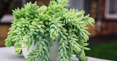 How to Grow and Care for Donkey’s Tail Succulents - gardenerspath.com