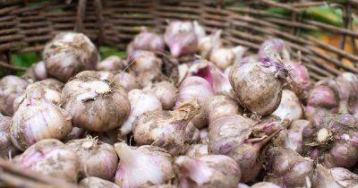 How to Use Garlic As Pest Control in the Garden - gardenerspath.com