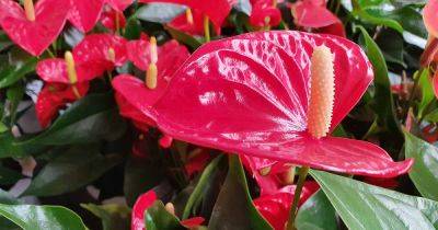 How to Identify and Manage Anthurium Pests - gardenerspath.com