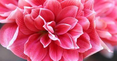How to Stake Amaryllis Flowers for Support - gardenerspath.com