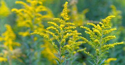 How to Grow and Care for Goldenrod Plants | Gardener's Path - gardenerspath.com - Usa