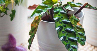 7 of the Top Reasons for Brown Leaves on Prayer Plants - gardenerspath.com