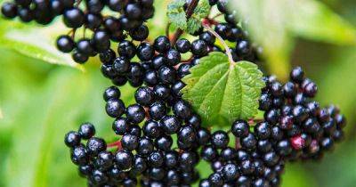 How to Grow Elderberries | Gardener's Path - gardenerspath.com - Usa