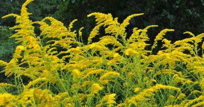 9 Different Types of Goldenrods to Grow in the Landscape - gardenerspath.com -  Texas