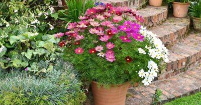 How to Grow Cosmos in Containers - gardenerspath.com