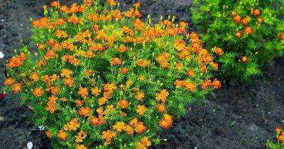 How to Plant and Grow Signet Marigolds - gardenerspath.com