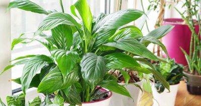 When and How to Fertilize Peace Lilies - gardenerspath.com
