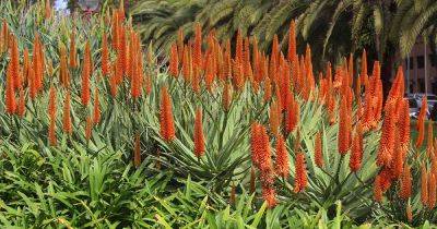 Do Aloe Plants Bloom? - gardenerspath.com