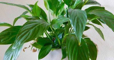 Common Reasons Why Peace Lily Leaf Tips Turn Brown - gardenerspath.com - Mexico