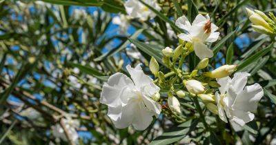 How to Overwinter Oleander Shrubs - gardenerspath.com