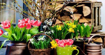 How to Force Spring Blossoms Indoors | Gardener's Path - gardenerspath.com