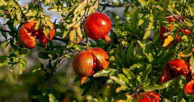 Reasons Why Pomegranates Split Open on the Tree - gardenerspath.com