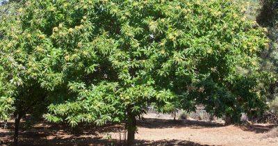 How to Grow and Care for Chestnut Trees - gardenerspath.com