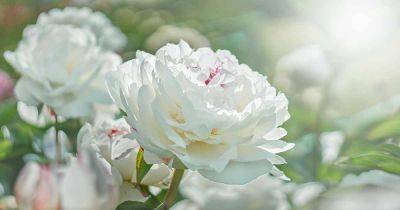 How to Propagate Peonies from Seed and by Division - gardenerspath.com