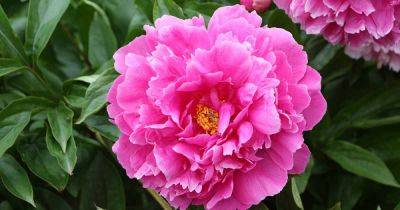 Peonies: How to Grow & Care for this Classic Perennial - gardenerspath.com - Usa - France - Greece - Japan