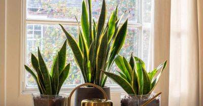 Reasons and Fixes for Snake Plant Leaves Curling - gardenerspath.com - city Sansevieria