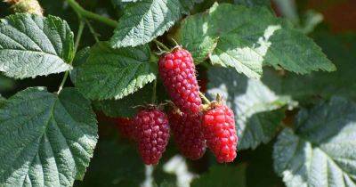How to Propagate Boysenberries - gardenerspath.com