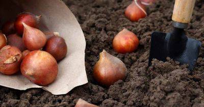 Which Way Up Should You Plant Your Bulbs? - gardenerspath.com