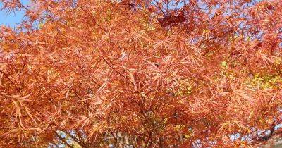 13 of the Best Trees and Shrubs for Orange Fall Color - gardenerspath.com - Usa - Mexico