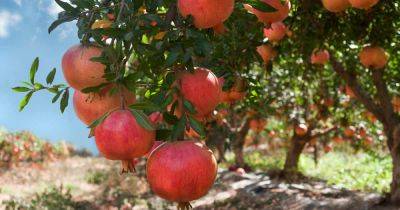How to Grow Pomegranate Trees - gardenerspath.com - France - Sweden