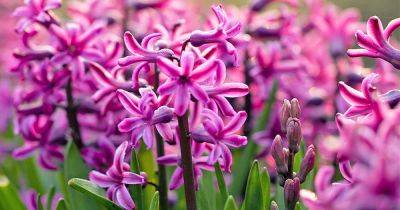How to Grow and Care for Hyacinth Flowers | Gardener's Path - gardenerspath.com - Netherlands