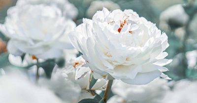 What Are the Different Types of Peony Flowers? - gardenerspath.com - Usa - China