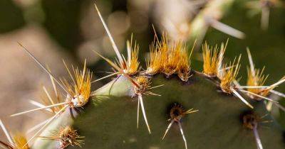 What Are Cactus Glochid Spines? - gardenerspath.com