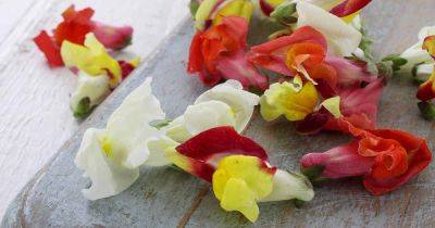 Eating Snapdragons: How to Harvest and Use the Flowers and Leaves - gardenerspath.com
