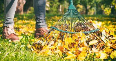 7 of the Best Leaf Rakes Reviewed | A Gardener’s Path Buying Guide - gardenerspath.com