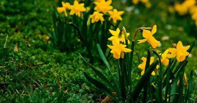 How to Create a Naturalized Daffodil Planting - gardenerspath.com