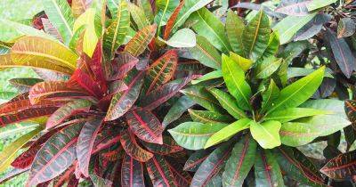 7 Reasons to Prune Crotons (And How to Do It) - gardenerspath.com - Australia