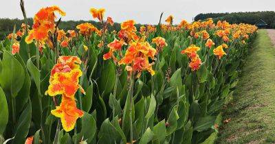 How to Grow and Care for Canna Lilies - gardenerspath.com
