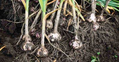 How to Identify and Control Garlic Pests | Gardener's Path - gardenerspath.com