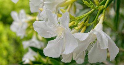 9 of the Best Oleander Varieties - gardenerspath.com