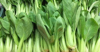 How to Identify and Manage Common Bok Choy Pests - gardenerspath.com - China