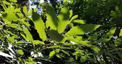 How to Grow and Care for a Chinkapin Oak Tree - gardenerspath.com - China