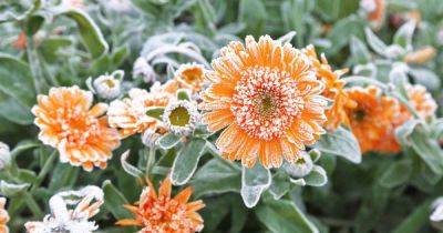 How to Care for Calendula in Winter - gardenerspath.com
