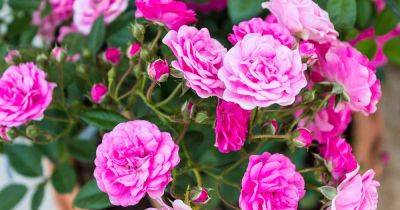 15 of the Best Miniature Teacup Roses - gardenerspath.com - Usa