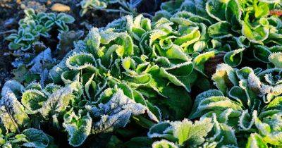 The Best Hardy Salad Greens for Winter Gardens - gardenerspath.com