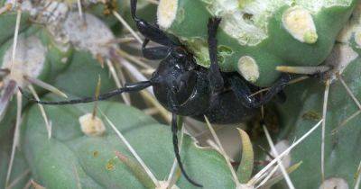 How to Identify and Manage Cactus Longhorn Beetles - gardenerspath.com