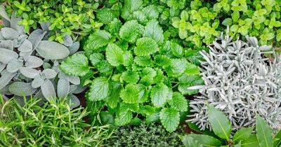 23 Cold-Hardy Herbs that Survive Winter - gardenerspath.com