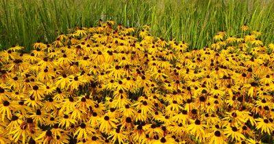 How to Harvest and Save Black-Eyed Susan Seed - gardenerspath.com