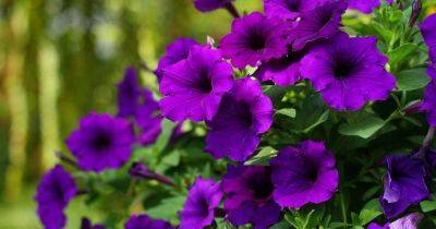 How to Identify and Manage Common Petunia Pests - gardenerspath.com
