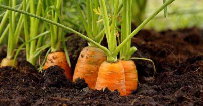 Troubleshooting and Preventing Carrot Growing Problems - gardenerspath.com