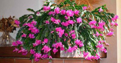 How to Make a Christmas Cactus Bloom - gardenerspath.com - Usa